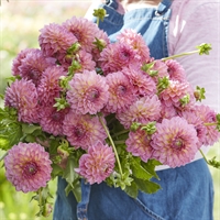 Dahlia Pink Suffusion